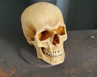 Realistic Human Skull. life size anatomical horror prop. 3D printed and hand-painted. Gothic home decor Halloween decoration, Curiosities