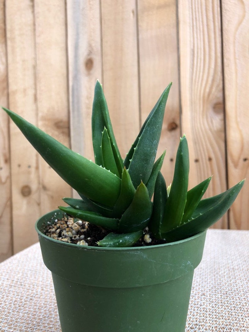 Succulent