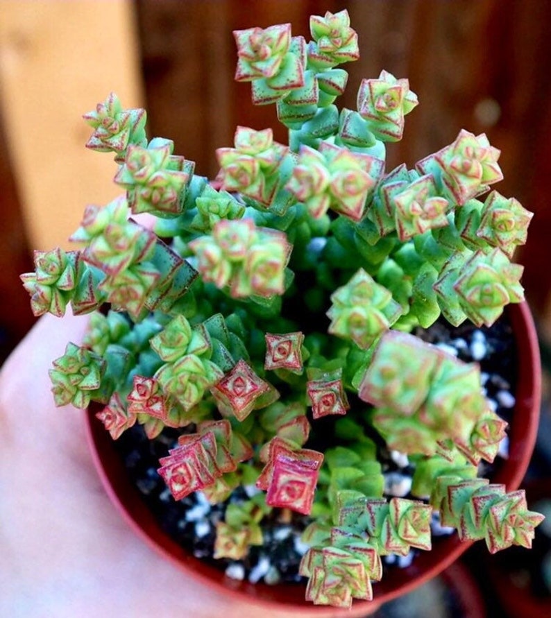 Crassula /'Tom Thumb/'