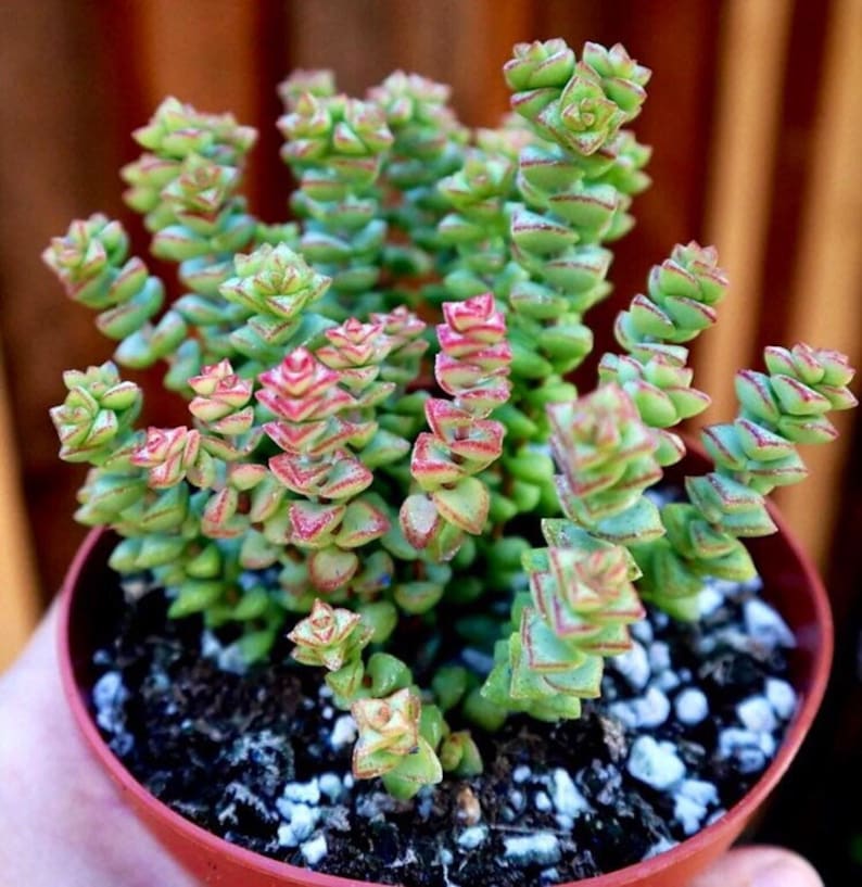 Crassula /'Tom Thumb/'
