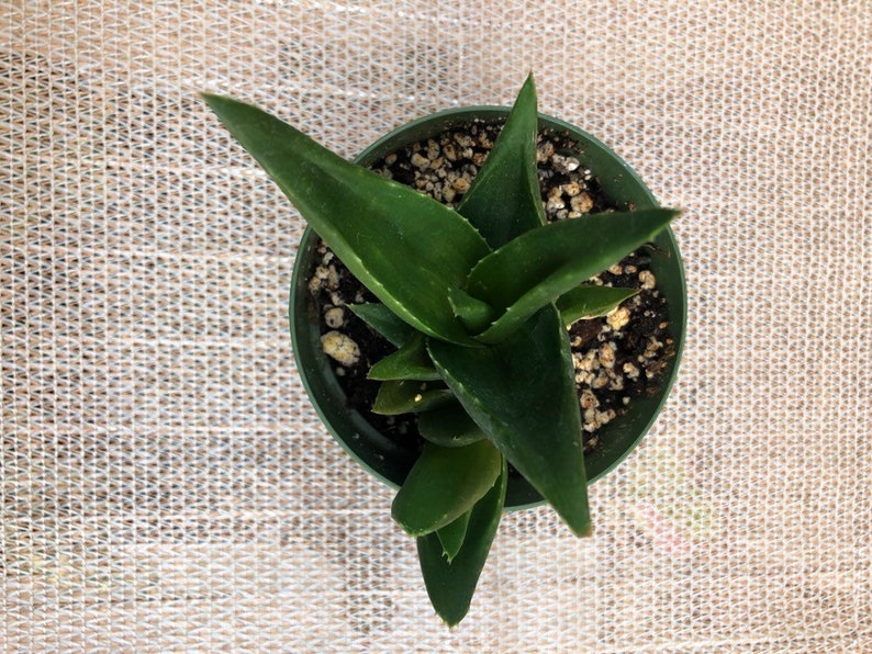 Succulent