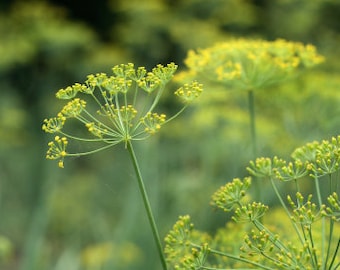 Organic Fennel Bronze and Green, Foeniculum vulgare