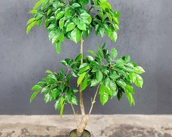 Künstlicher Schatz Baum: Faux Radermachera Sinica Plant