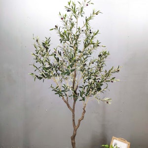 Buy Green Small Artificial Olive Tree In Concrete Pot from the Next UK  online shop