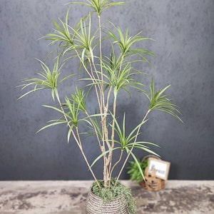 ドラセナシナバリ ドラセナシナバリ