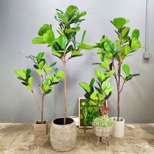 Kunstboom, kunstplant, vijgenboom kunstvioolblad, 6 voet, 4 voet, groen