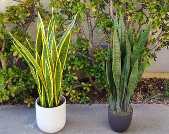 bird's nest snake plant full grown Buy best quality snake plant online in Bangalore from Plantsden main image 1