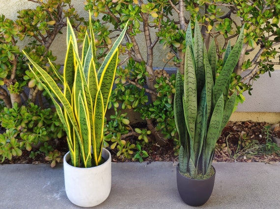 33" Artificial Snake Plant in Black Planter - Etsy Australia
