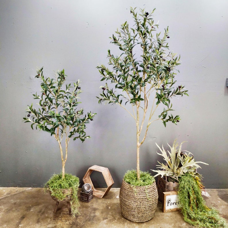 May include: Three potted olive trees in woven baskets. The trees are different sizes and are arranged on a gray background. The largest tree is in the center and the smallest tree is on the left. The trees are all in woven baskets.