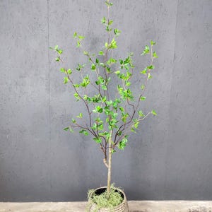 May include: A small artificial tree with green leaves in a woven basket planter. The tree is potted in a brown basket with a moss-like material around the base.