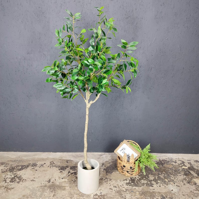 K&ouml;nnte beinhalten: Ein gr&uuml;ner Ficusbaum im Topf mit einem einzigen Stamm und einem wei&szlig;en Keramiktopf. Der Baum steht in einem Raum mit einer grauen Wand und einem Holzboden. Im Hintergrund befindet sich ein kleiner Korb aus Weide mit einem Schild, auf dem "Foss" steht.