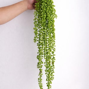 May include: A bright green artificial string of pearls plant, held against a white backdrop. The plant has many small, round, bead-like leaves that hang down. The plant's vivid green colour gives a fresh, natural look, suitable for home decoration.