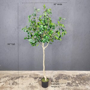 K&ouml;nnte beinhalten: Ein k&uuml;nstlicher Ficusbaum, 168 cm hoch, mit gr&uuml;nen Bl&auml;ttern und einem braunen Stamm. Der Baum steht in einem schwarzen Topf mit 18 cm Durchmesser. Der Topf ist 15 cm hoch.