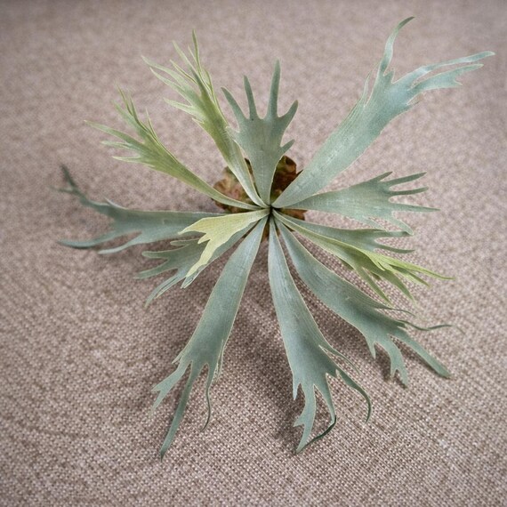 Artificial Staghorn Fern Fake Succulent Plant Artificial Greenery Frosted Green Foliage Tall Floral,Plant Wall Decor