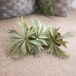 May include: Artificial green plant stems with multiple, spiky leaves. The faux plants have a light green color and are arranged on a neutral-toned surface. The leaves are arranged in a starburst pattern, creating a decorative accent.