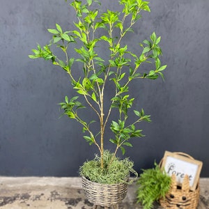 Artificial Japanese Enkianthus Tree Faux - Etsy
