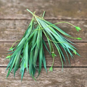 May include: A bundle of artificial green grass with long, slender leaves and delicate stems. The leaves have a gradient of green shades, and some stems have small, green buds. The grass is tied together at the base with natural fibers.