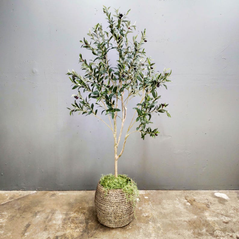 May include: A potted olive tree with green leaves and black olives. The tree is in a woven basket with moss around the base.