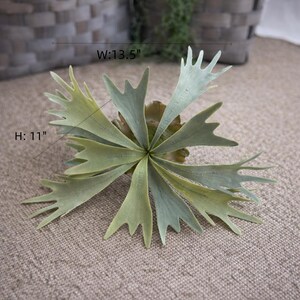 May include: Artificial staghorn fern, 11 inches high and 13.5 inches wide, with multiple green and blue-green fronds radiating from a central point. The faux plant is designed to mimic the natural appearance of a staghorn fern.