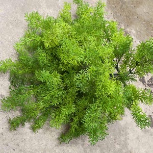 May include: A bunch of artificial green fern sprigs. The sprigs are long and feathery, with a realistic texture.