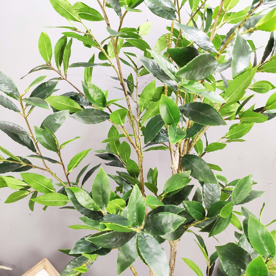 4 Foot6 Foot Artificial Bay Leaf Treelaurus Treebay Etsy