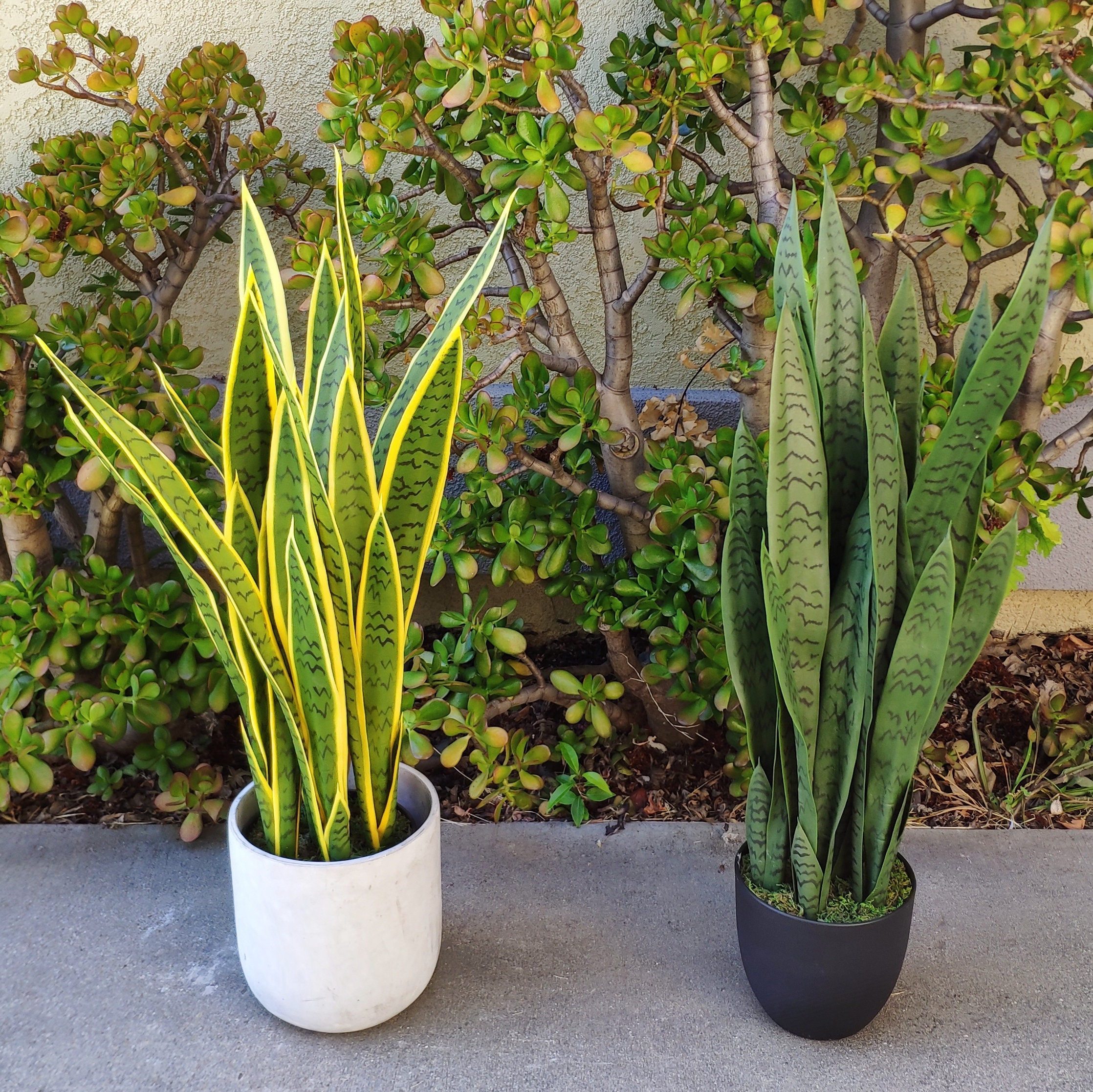 33'' Faux Snake Plant Plant in Stone Planter