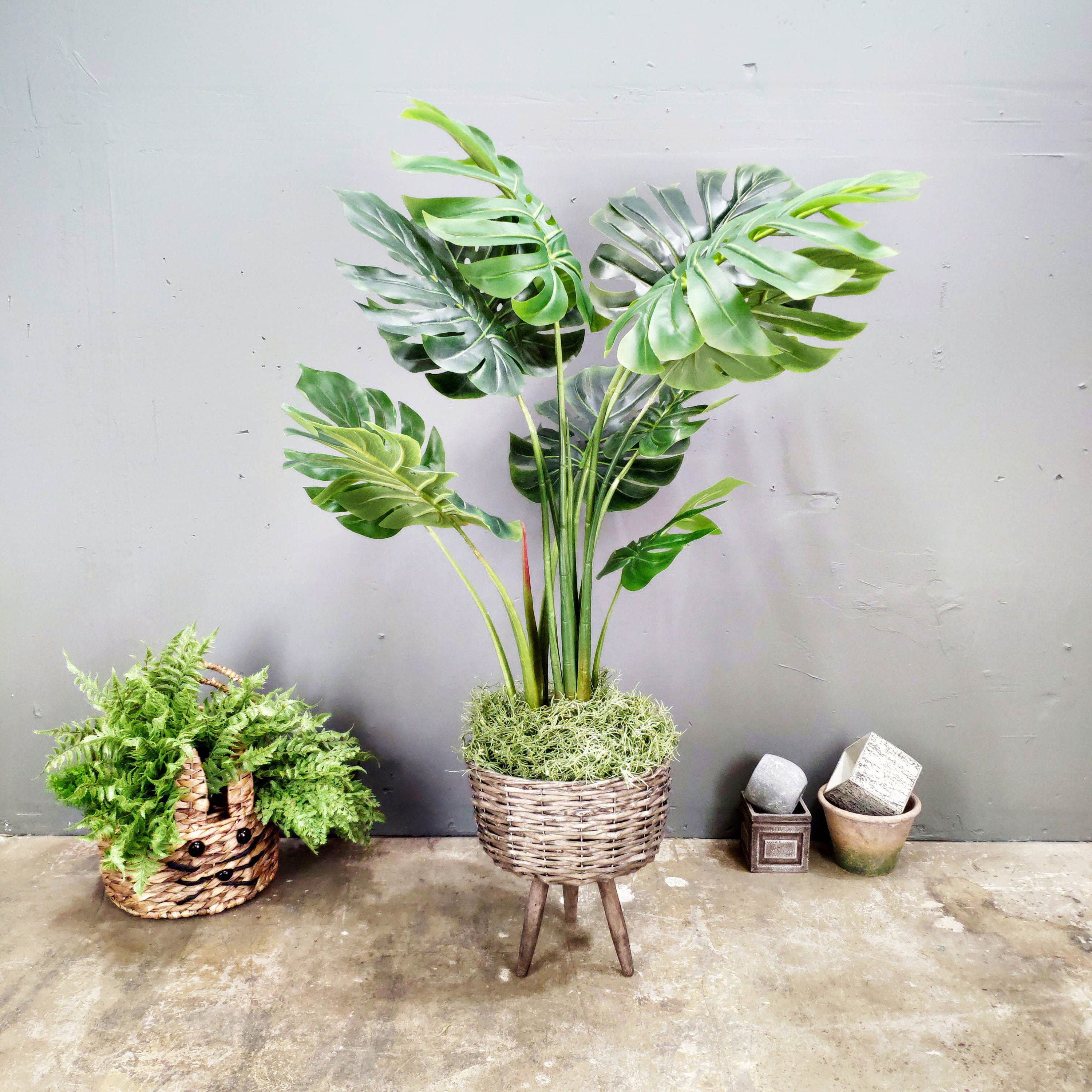 philodendron wendlandii Philodendron 'Ring of Fire' Variegated main image 0
