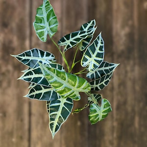 Faux Elephant Ear Plant - Etsy