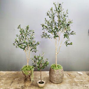 May include: Three potted olive trees of varying sizes, with green leaves and black olives, in woven baskets against a gray wall.
