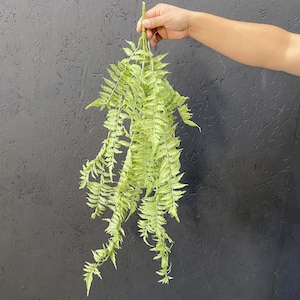 May include: A long, green artificial fern plant with delicate fronds hanging down. The plant is held in a hand against a dark gray background.