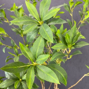 Artificial Japanese Enkianthus Tree Faux - Etsy