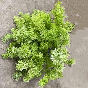May include: A bunch of light green artificial moss, perfect for adding a touch of nature to your home decor.