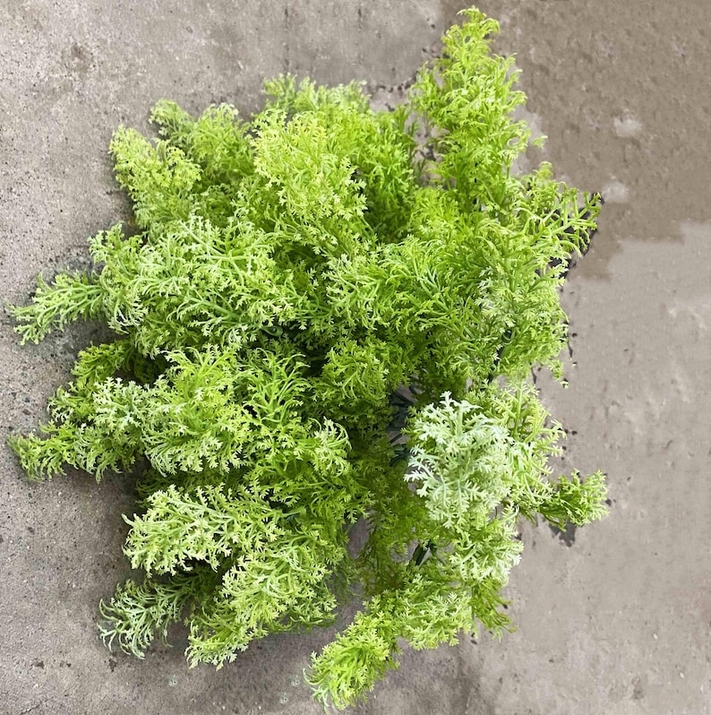 May include: A bunch of light green artificial moss, perfect for adding a touch of nature to your home decor.