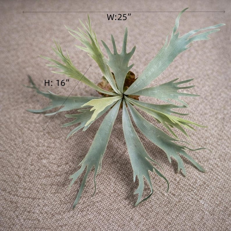 May include: A faux staghorn fern, with a width of 25 inches and a height of 16 inches. The fern features long, pale green and blue-green fronds radiating from a central point. The leaves have a unique, antler-like shape, adding a touch of nature to any decor.