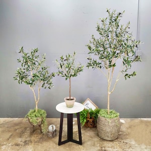 May include: Three olive trees in different sizes, potted in brown pots, with a white marble top table in between the two larger trees. The table has a black metal base. The trees are in a room with a gray wall and a concrete floor.