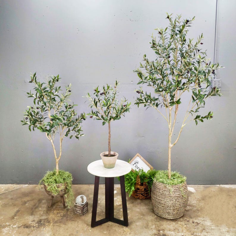 May include: Three olive trees in different sizes, potted in brown pots, with a white marble top table in between the two larger trees. The table has a black metal base. The trees are in a room with a gray wall and a concrete floor.