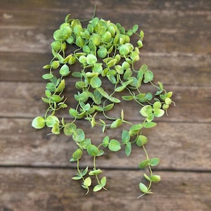 May include: A trailing artificial plant with small, round, light green leaves and delicate stems. The plant is arranged against a rustic, wooden background, creating a natural aesthetic. The leaves have a slight variegation, adding depth.
