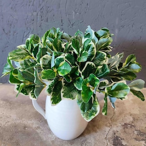 Puede incluir: Una jarra de cerámica blanca llena de una planta de hojas verdes y blancas variegadas. La planta tiene hojas pequeñas, de forma ovalada, con bordes blancos.