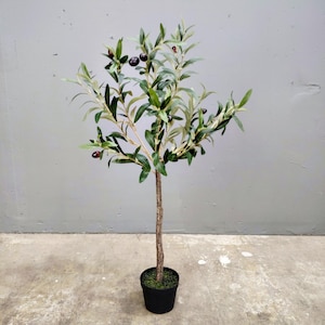 May include: A potted olive tree with dark green leaves and small black olives. The tree is in a black plastic pot.