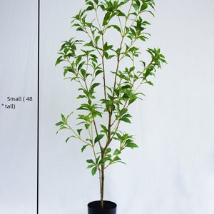 Artificial Japanese Enkianthus Tree Faux - Etsy