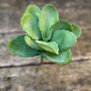 May include: A close-up of a green succulent plant with thick, rounded leaves. The leaves are a vibrant green color with a slightly textured surface. The plant is centered in the frame, with a blurred wooden background.