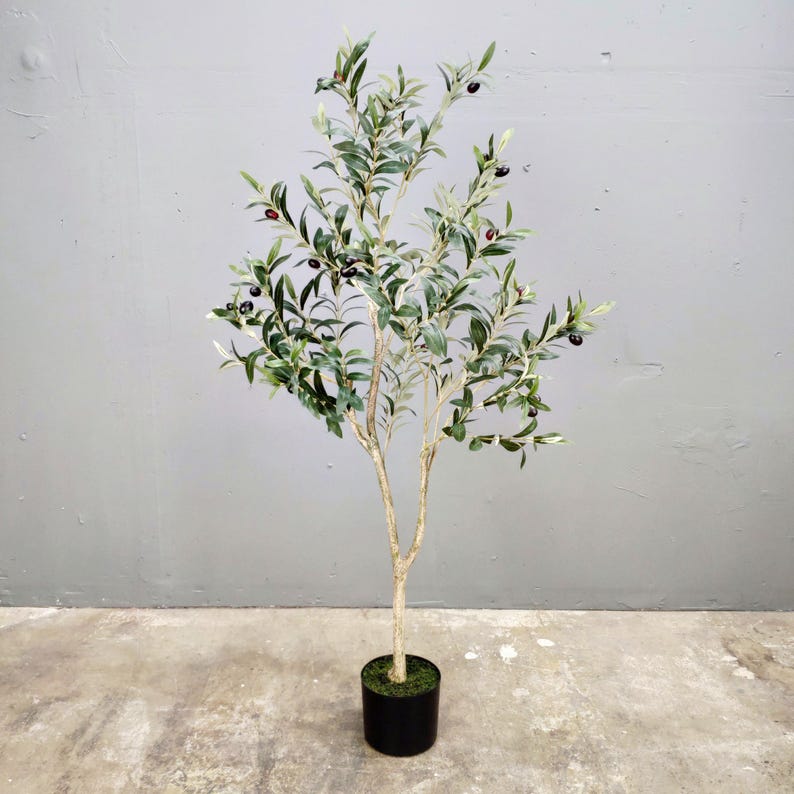 May include: A potted olive tree with green leaves and black olives. The tree is in a black pot with a brown base.