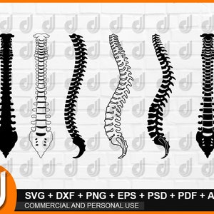 ANATOMY SPINE SVG Spine Svg Spine Clipart Spine Silhouette | Etsy