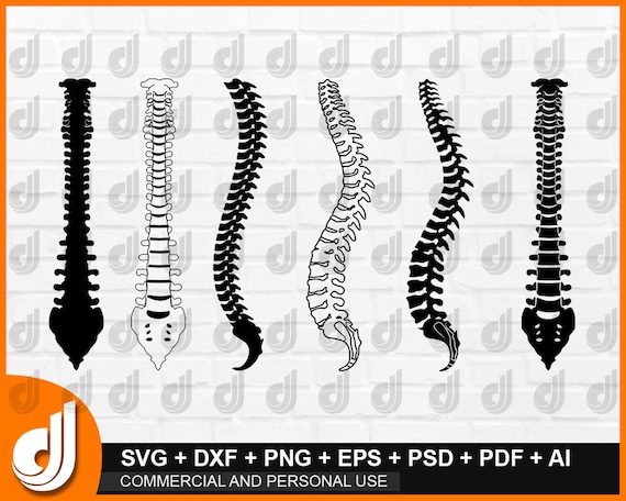 Anatomie Wirbelsaule Svg Wirbelsaule Svg Wirbelsaule Etsy