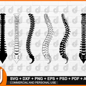 Anatomie Wirbelsaule Svg Wirbelsaule Svg Wirbelsaule Etsy