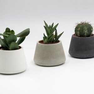 May include: Three concrete planters in white, grey, and black, each with a different succulent plant. The plants are a jade plant, an aloe vera, and a cactus.