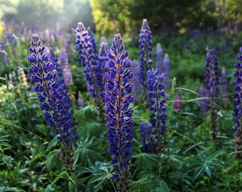 Lupine