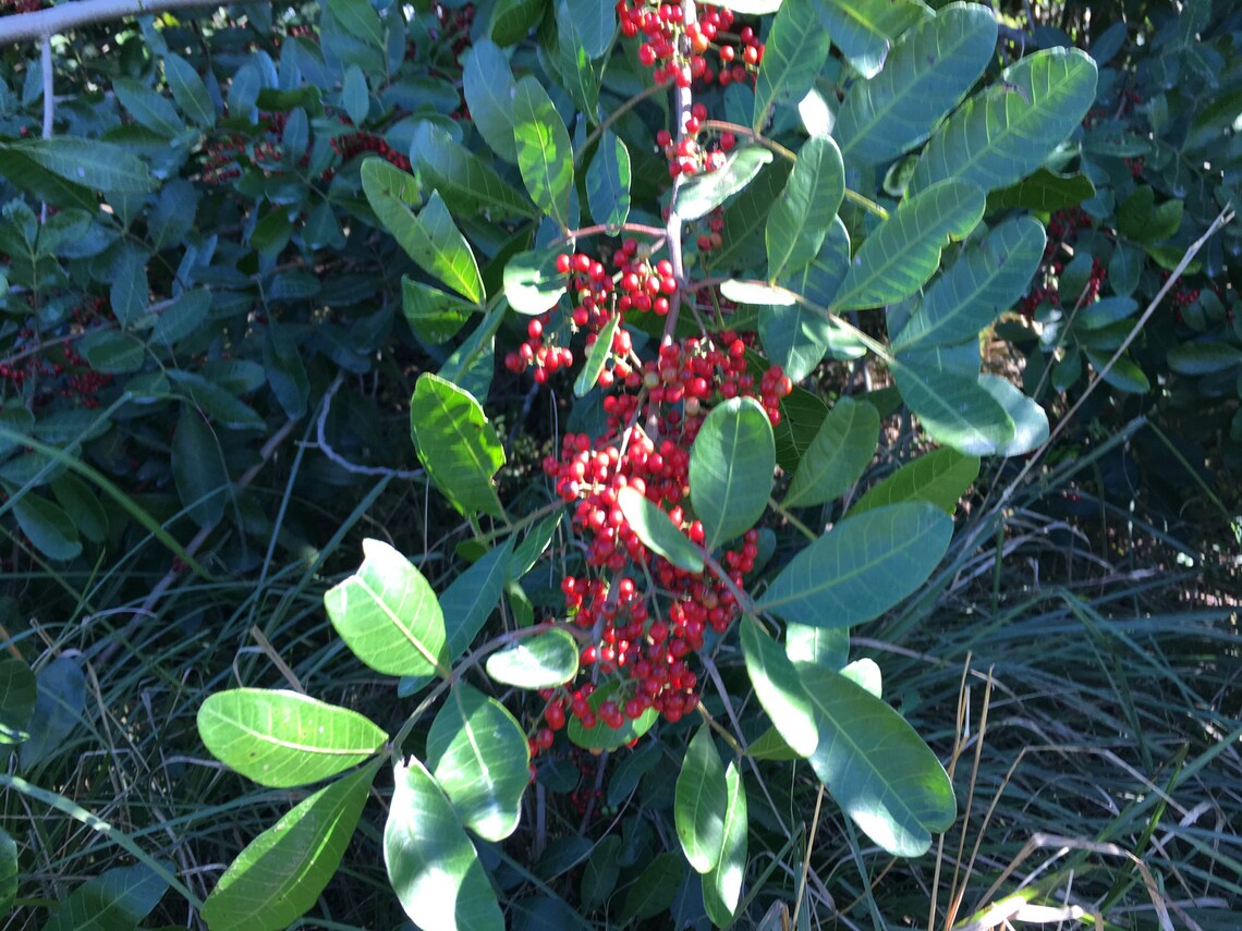 RAW Florida Holly Honey 100 Natural Pure 16 Oz Squeeze Etsy