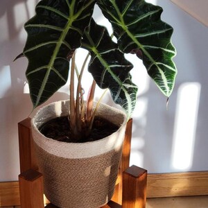 May include: A houseplant with large, dark green leaves with white veins is in a brown and white woven pot. The pot is sitting on a wooden plant stand with four legs.