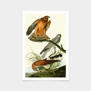 John James Audubon, Marsh Hawk,art prints,Vintage art,canvas wall art,famous art prints,q2414